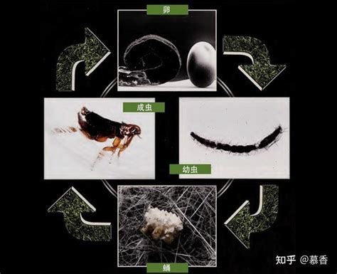 跳蚤存活|跳蚤的生活史及如何灭跳蚤？